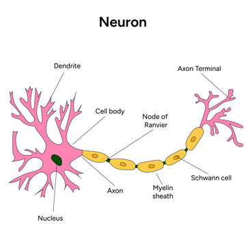 Neuron medical infographic