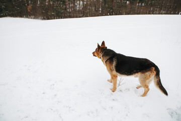 Dog German Shepherd in winter field forest, running playing with snow, training the animal in harsh conditions, wind blowing. Christmas Time, New Year

