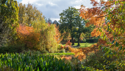 Metasequoia Glyptostroboides tree amongst other trees and shrubs, in stunning autumn colours, photographed by the lake at Wisley garden, near Woking in Surrey UK. - obrazy, fototapety, plakaty