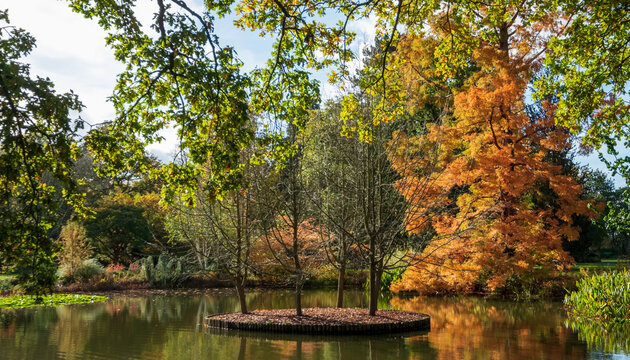 Metasequoia Glyptostroboides tree amongst other trees and shrubs in stunning autumn colours, photographed by the lake at RHS Wisley garden, near Woking in Surrey UK.