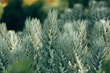 Euphorbia rigida fresh pale green color plants are growing outside in a summer park, garden. Evergreen perennial with fleshy leaves. Ornamental plant used in temperate gardens of Europe, North America