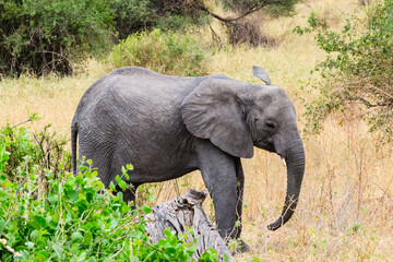Naklejka na ściany i meble Calf of African elephant (Loxodonta) at the Tarangire national park, Tanzania. Wildlife photo