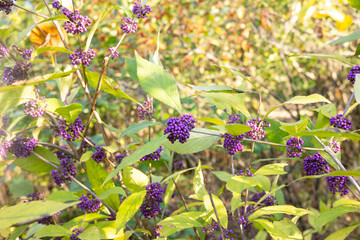 Purple Callicarpa berries on branches in the garden