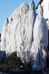 Trees covered with cloth from the sun and cold.