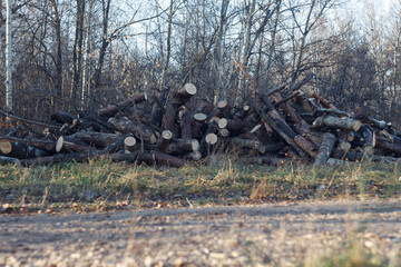 Sawed conifer trunks in the forest. Soft focus.