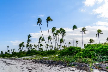 Photo sur Plexiglas Plage de Nungwi, Tanzanie Coconut palm trees at beach near the Matemwe village at Zanzibar island, Tanzania