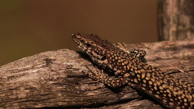 Close-up of a Podarcis muralis (common wall lizard) resting on a wooden fench