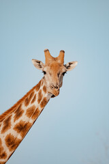 Giraffe portrait 