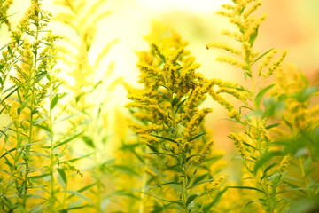 Soft Focus on Goldenrod Wild Flower, Vibrant Yellow Colors