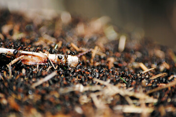 Spring revival of Red ants (Formica rufa). Masses of ants have climbed out on sunny day on top of anthill. blurry photo and free for copy space.