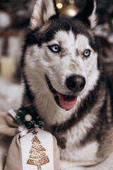 Purebred black and white siberian husky sitting on the carpet, Christmas Tree New Year decorations toys balls decorated interior holiday vacation atmosphere gifts presents garlands
