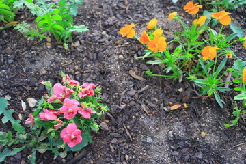 A colorful patch of Echinacea flowers in various stages of bloom in a well kept Summer garden.