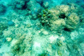 Fototapeta na wymiar Photo of corals