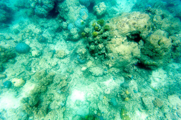 Photo of corals