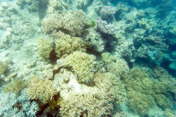 Fototapeta na wymiar Photo of corals