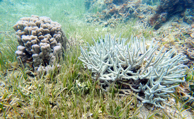 Naklejka na ściany i meble Photo of corals