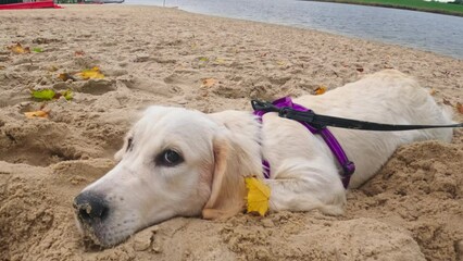 Funny, Cute Golden Retriever Dog Puppy Lies On Beach Sand, Looking Adorable And Happy While Playing Outdoors
