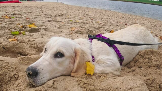 Funny, Cute Golden Retriever Dog Puppy Lies On Beach Sand, Looking Adorable And Happy While Playing Outdoors