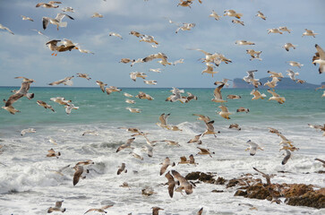 Seagulls by the sea in Sardinia, Italy