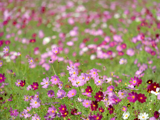 Obraz premium 満開のコスモス畑