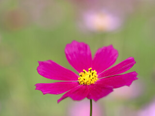 満開のコスモス畑