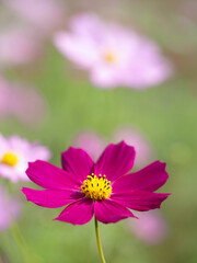 Obraz premium 満開のコスモス畑