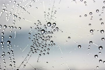 Natural background with a spider web and drops. Spider Covered with Sparkling Dew Drops.