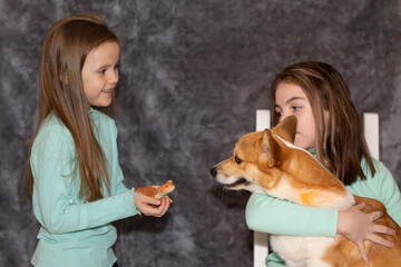 Portrait of pretty girls with Red bearded Agama iguana and with corgi dog on gray background. Two...