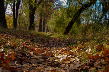 autumn leaves in the park