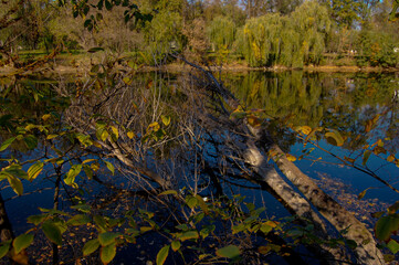 autumn trees on the water