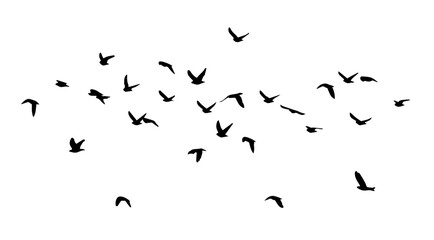 Flying birds silhouette flock. hand drawing. Not AI, Illustrat3. Vector illustration - obrazy, fototapety, plakaty