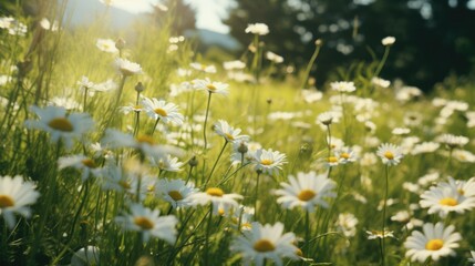 Banner with chamomile field