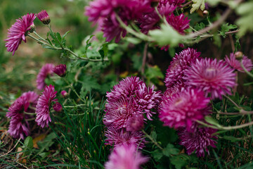 Obraz premium Burgundy purple chrysanthemums bloom in October garden. Fall flowers in blossom
