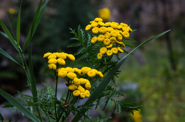 Beauty and the Beast