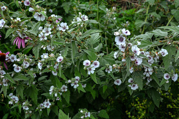 Marsh mallow (Althaea officinalis).