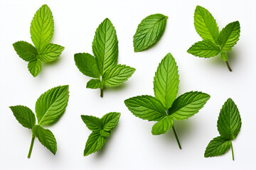 Isolated image of mint leaves on white background