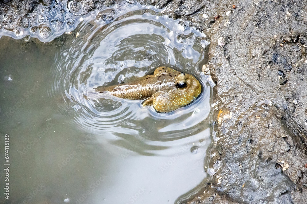 Wall mural A giant mudskipper, Periophthalmodon schlosseri