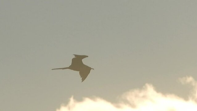 Fregata minor bird with a lovely dusk sunset background flying left to right, almost in Silhouette.