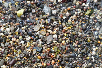 Shell beach, sheepshead peninsula