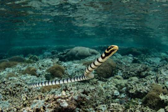 A Banded sea krait hunts for prey on a shallow coral reef in Raja Ampat. This remote, tropical area is known as the heart of the Coral Triangle due to its incredible marine biodiversity.