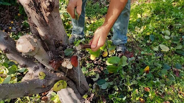 Man saws tree branch doing hygienic pruning of fruit tree from sick and damaged branches.