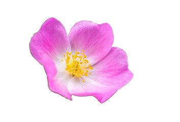 wild rose on white isolated background