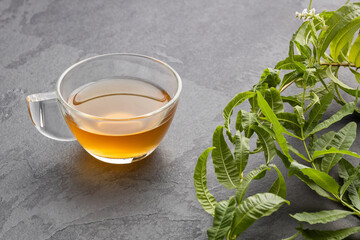 Fresh organic lemon verbena plant - Aloysia citrodora