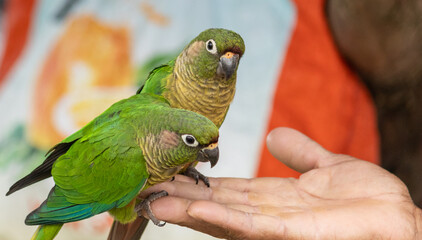 Enchanting Maroon-bellied parakeet, captured at the exact moment she reveals the wild beauty that surrounds us.	
