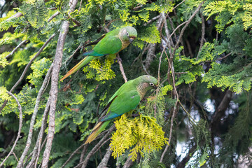 Enchanting Maroon-bellied parakeet, captured at the exact moment she reveals the wild beauty that surrounds us.	