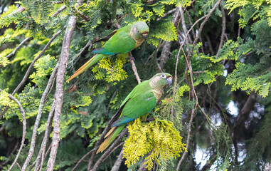 Enchanting Maroon-bellied parakeet, captured at the exact moment she reveals the wild beauty that surrounds us.	