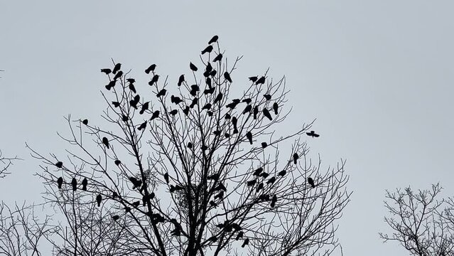 Flock of birds sits on bare tree branches in winter forest.