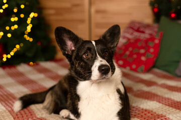 Dog. Welsh Corgi Pembroke. Holidays and events. Christmas