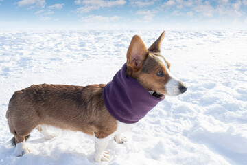 Dog. Welsh Corgi Pembroke. Animal themes. Landscape - nature