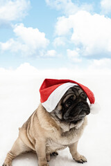 Dog. Pug. Holidays and events. A greeting card. Christmas